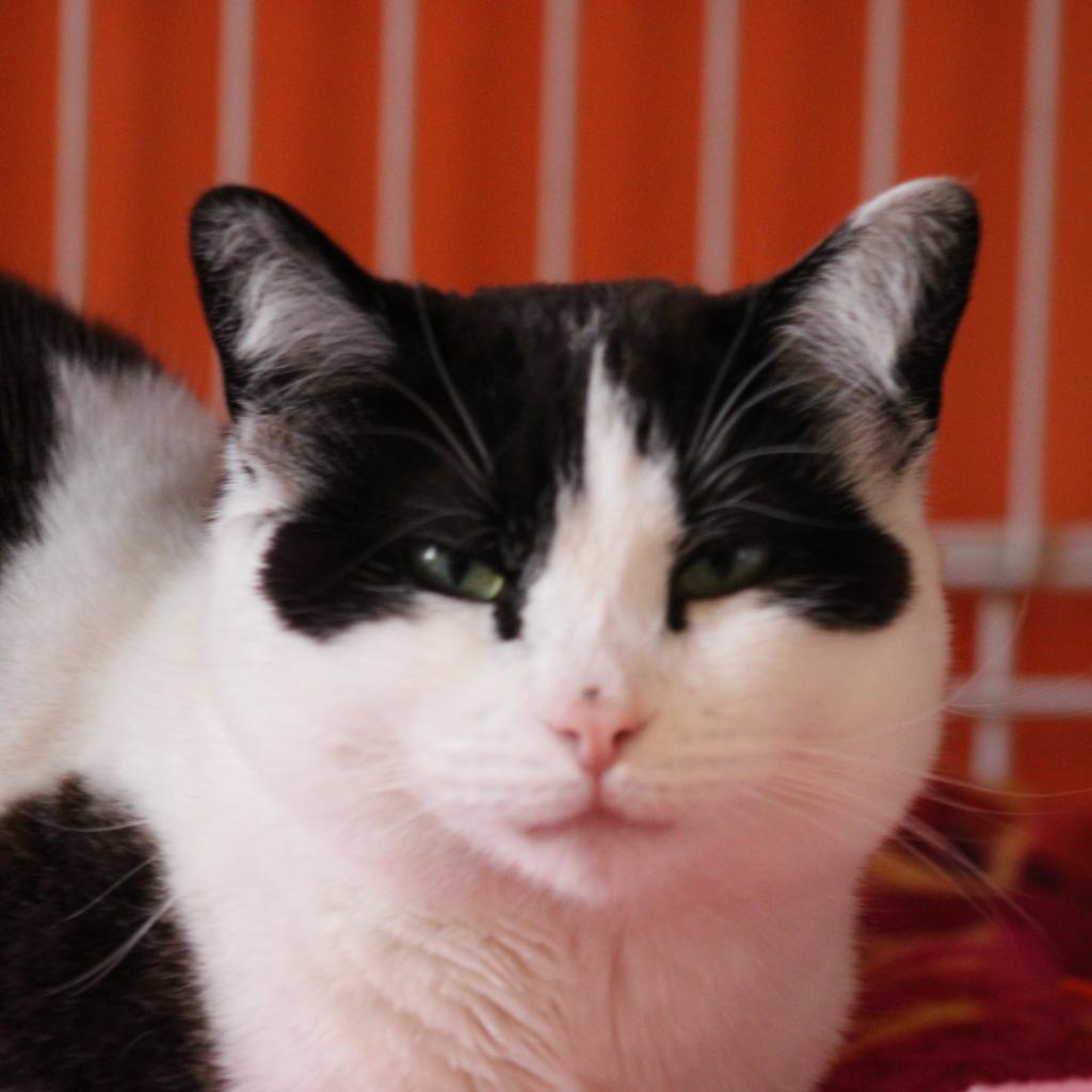 Morgan, an adoptable Domestic Short Hair in Kanab, UT, 84741 | Photo Image 5