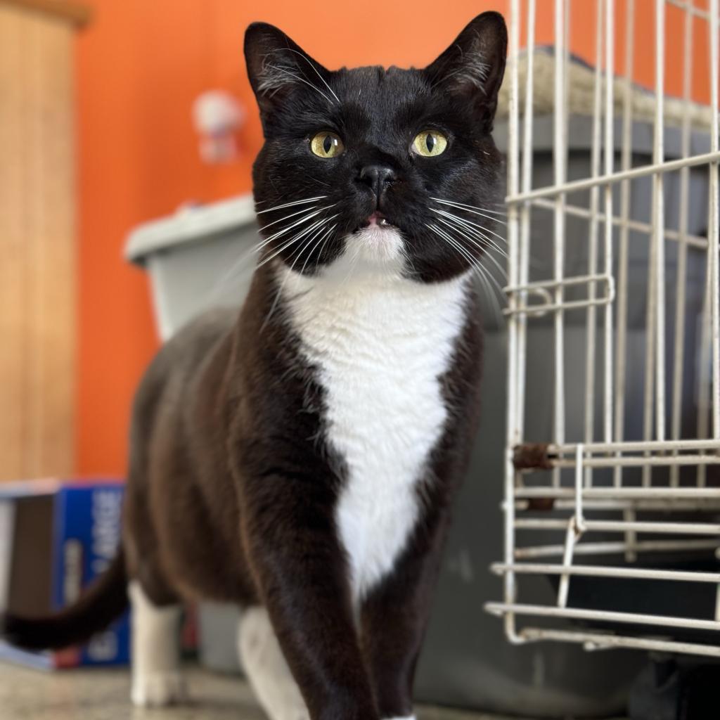 Aaron, an adoptable Domestic Medium Hair in Kanab, UT, 84741 | Photo Image 1