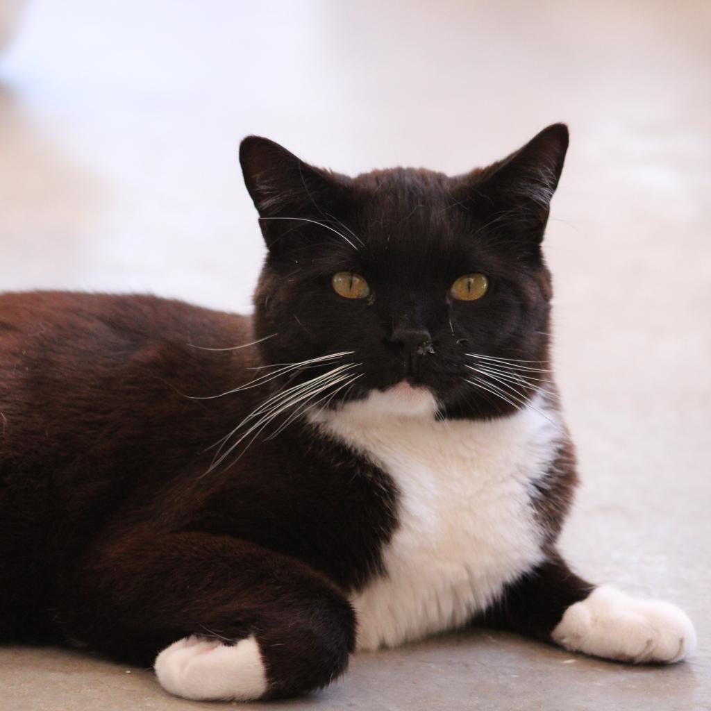 Aaron, an adoptable Domestic Medium Hair in Kanab, UT, 84741 | Photo Image 2