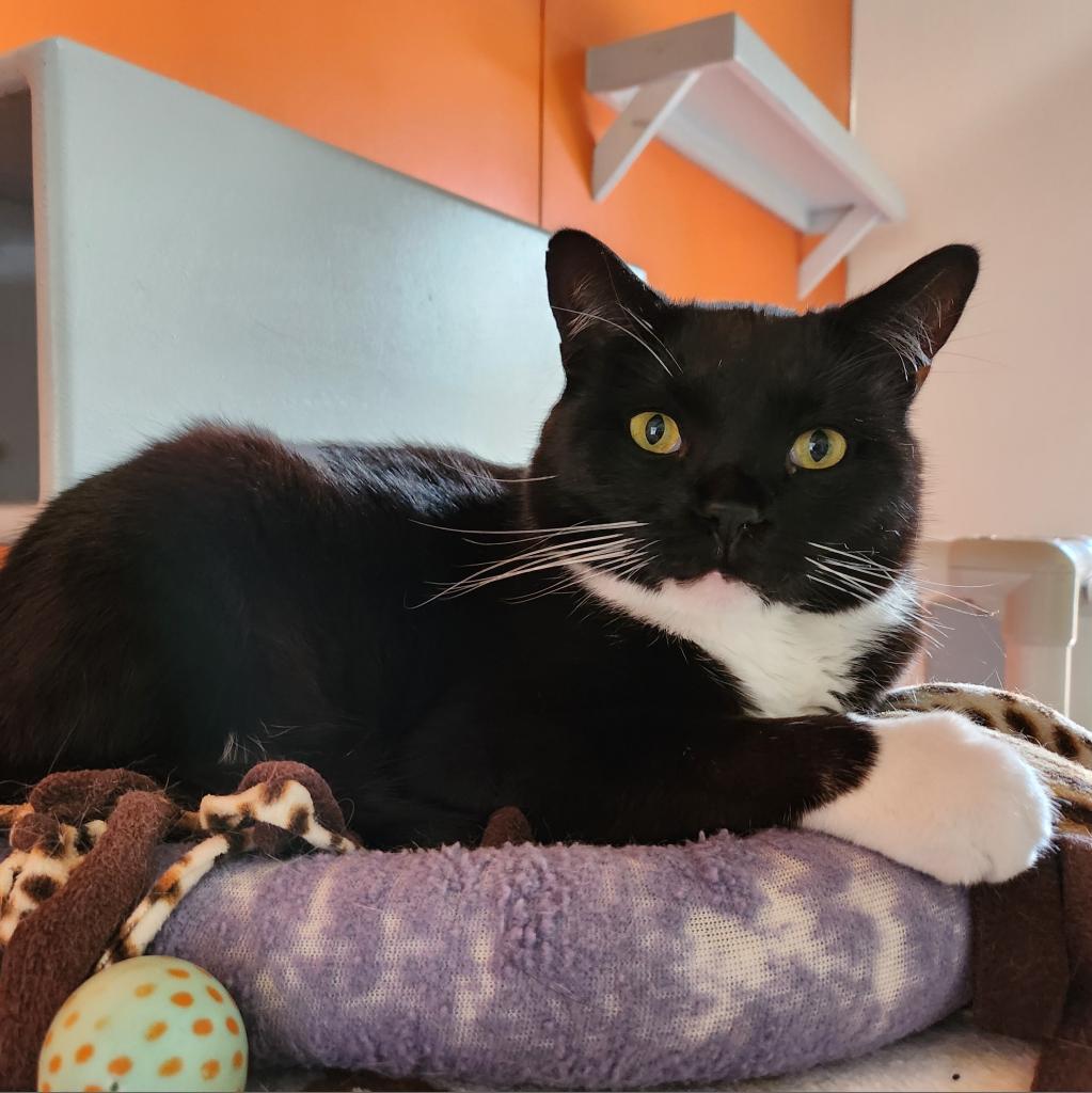 Aaron, an adoptable Domestic Medium Hair in Kanab, UT, 84741 | Photo Image 3