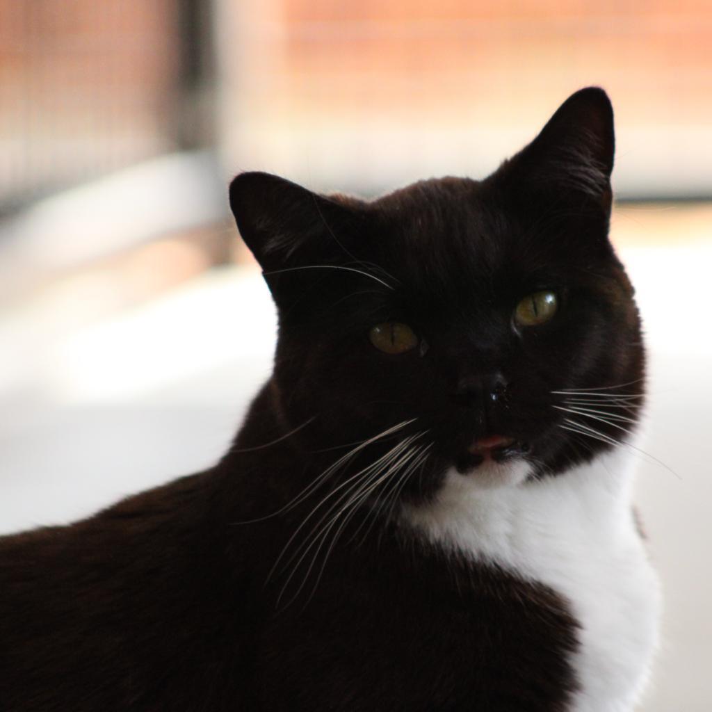 Aaron, an adoptable Domestic Medium Hair in Kanab, UT, 84741 | Photo Image 4