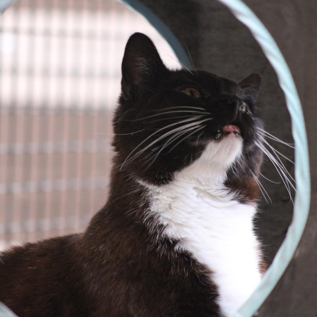 Aaron, an adoptable Domestic Medium Hair in Kanab, UT, 84741 | Photo Image 5