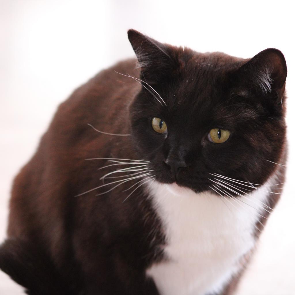 Aaron, an adoptable Domestic Medium Hair in Kanab, UT, 84741 | Photo Image 6