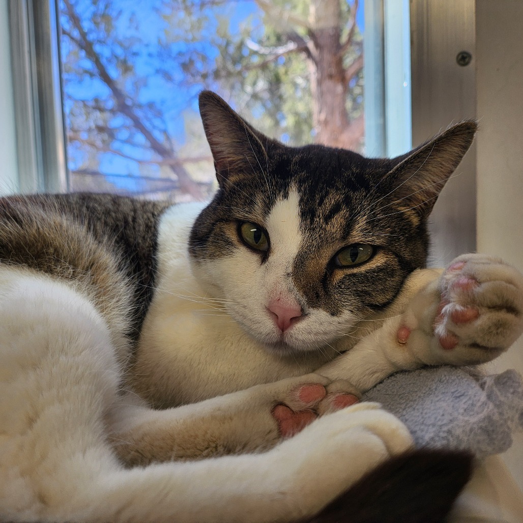 Ethan, an adoptable Domestic Short Hair in Kanab, UT, 84741 | Photo Image 1