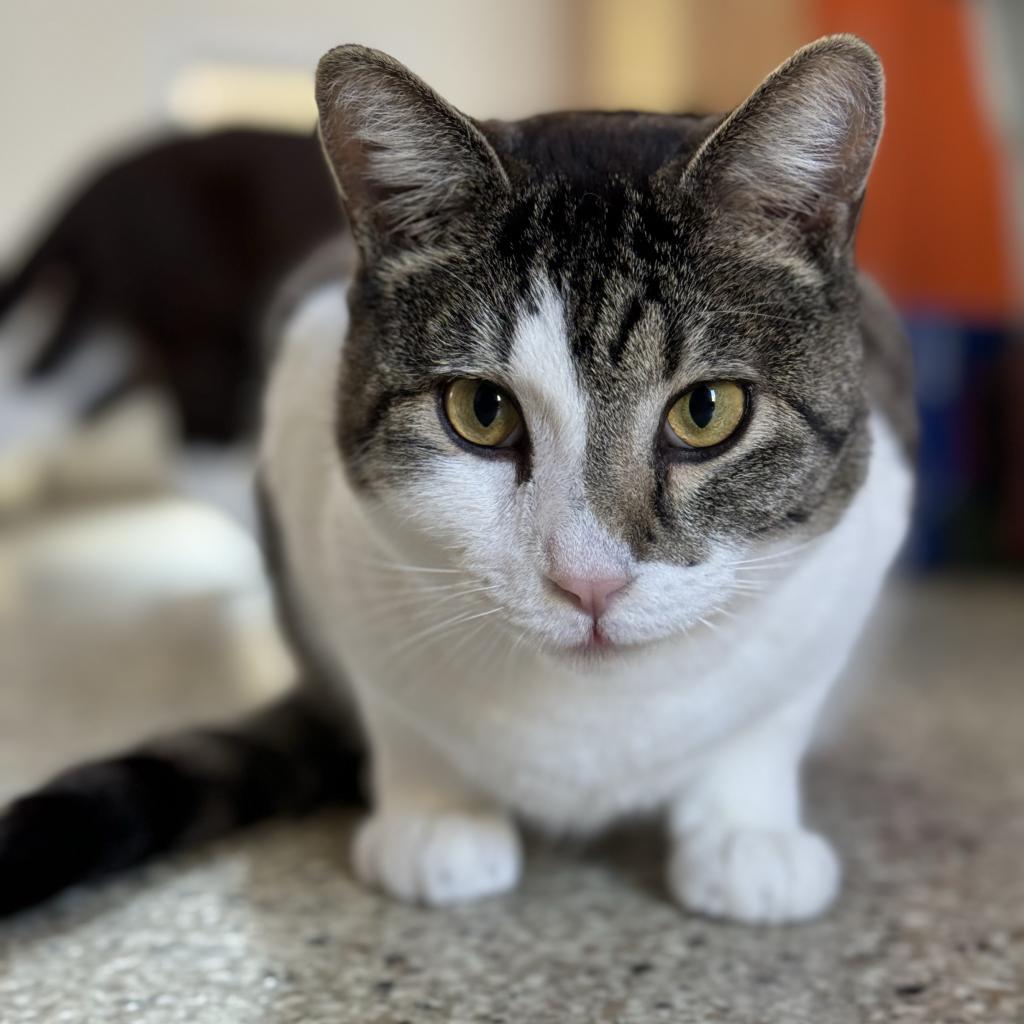 Ethan, an adoptable Domestic Short Hair in Kanab, UT, 84741 | Photo Image 2