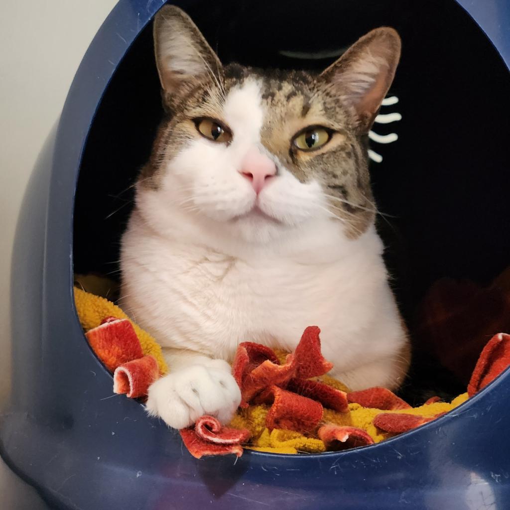 Ethan, an adoptable Domestic Short Hair in Kanab, UT, 84741 | Photo Image 3