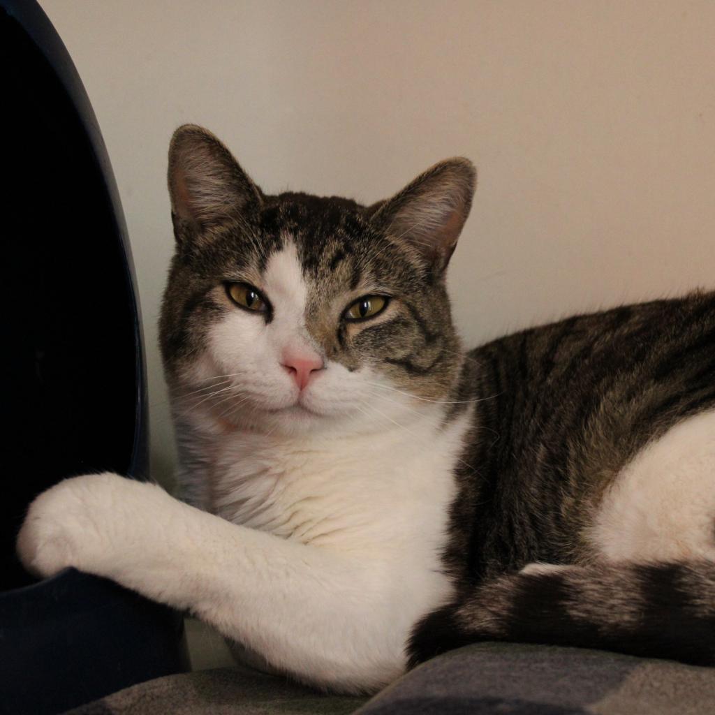 Ethan, an adoptable Domestic Short Hair in Kanab, UT, 84741 | Photo Image 4