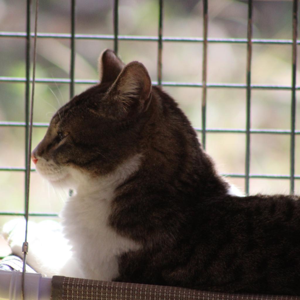 Ethan, an adoptable Domestic Short Hair in Kanab, UT, 84741 | Photo Image 5