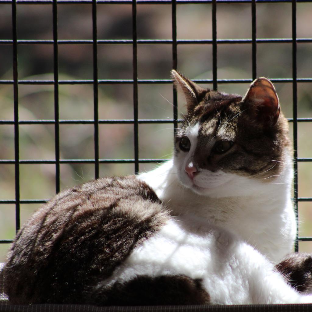 Ethan, an adoptable Domestic Short Hair in Kanab, UT, 84741 | Photo Image 6