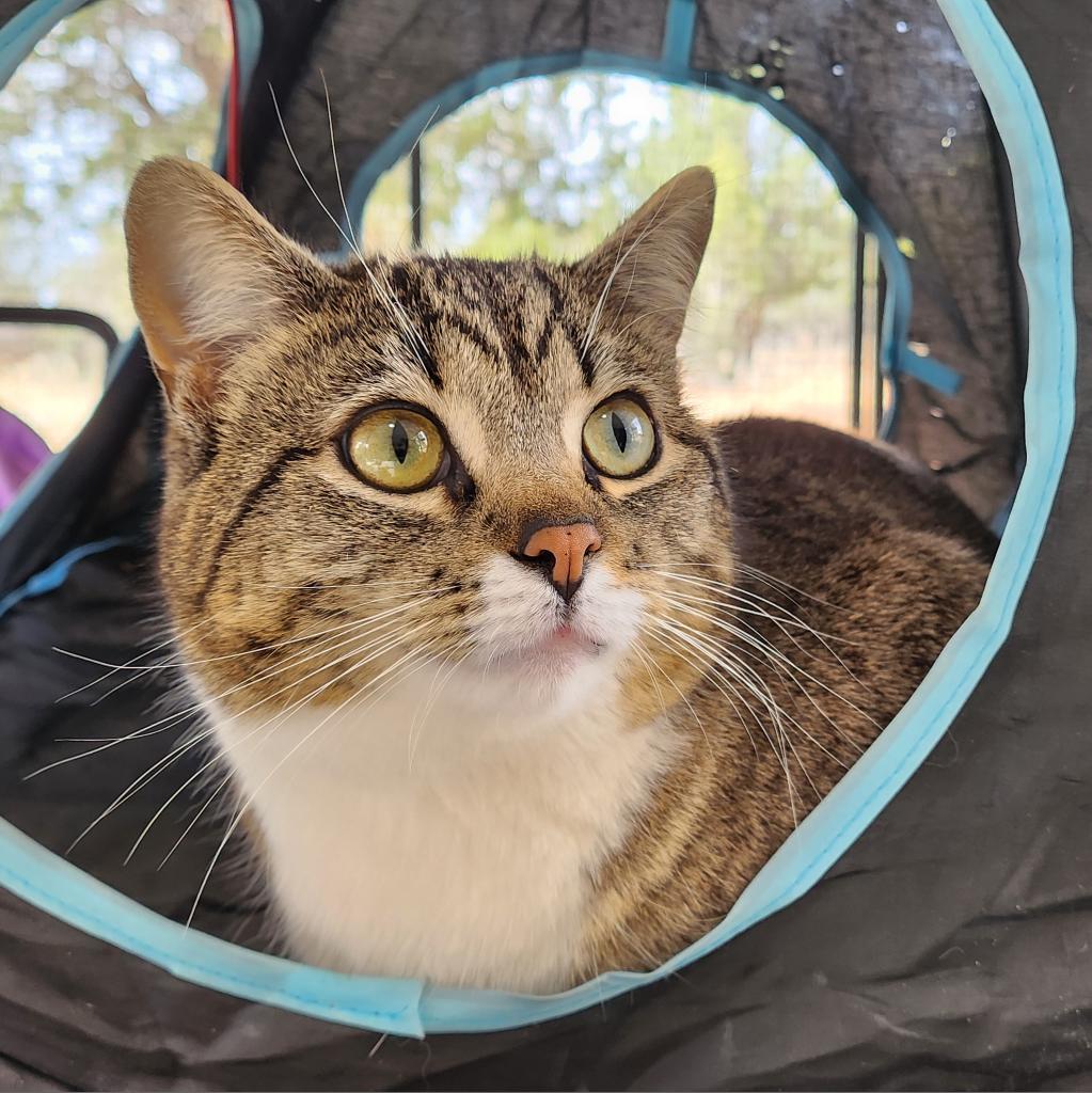 Gianna, an adoptable Domestic Short Hair in Kanab, UT, 84741 | Photo Image 1