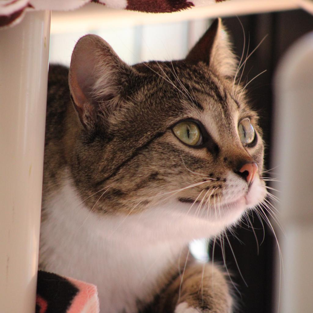 Gianna, an adoptable Domestic Short Hair in Kanab, UT, 84741 | Photo Image 2