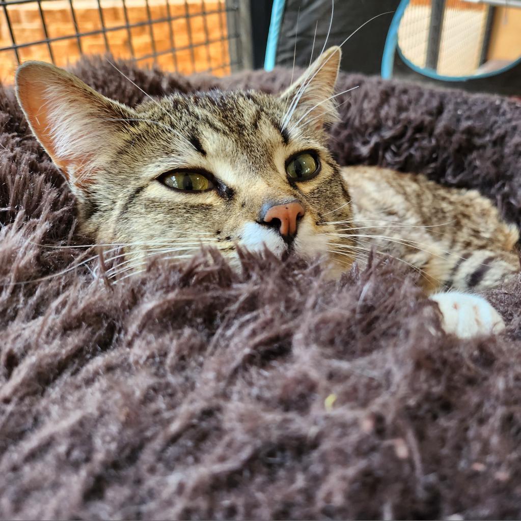 Gianna, an adoptable Domestic Short Hair in Kanab, UT, 84741 | Photo Image 3