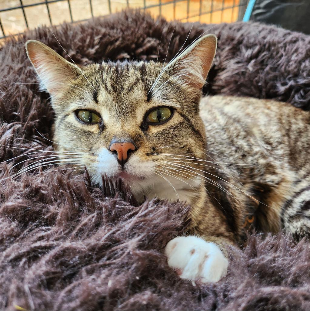 Gianna, an adoptable Domestic Short Hair in Kanab, UT, 84741 | Photo Image 4
