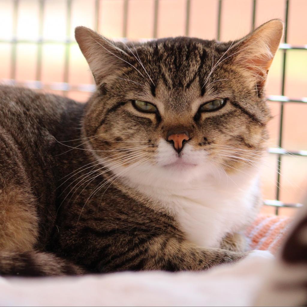 Gianna, an adoptable Domestic Short Hair in Kanab, UT, 84741 | Photo Image 5