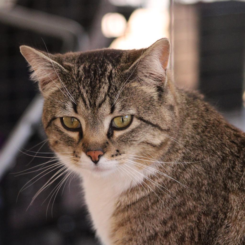 Gianna, an adoptable Domestic Short Hair in Kanab, UT, 84741 | Photo Image 6