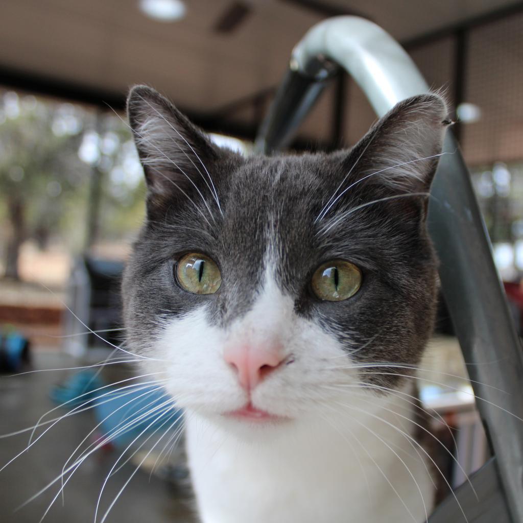 Gabe, an adoptable Domestic Medium Hair in Kanab, UT, 84741 | Photo Image 1