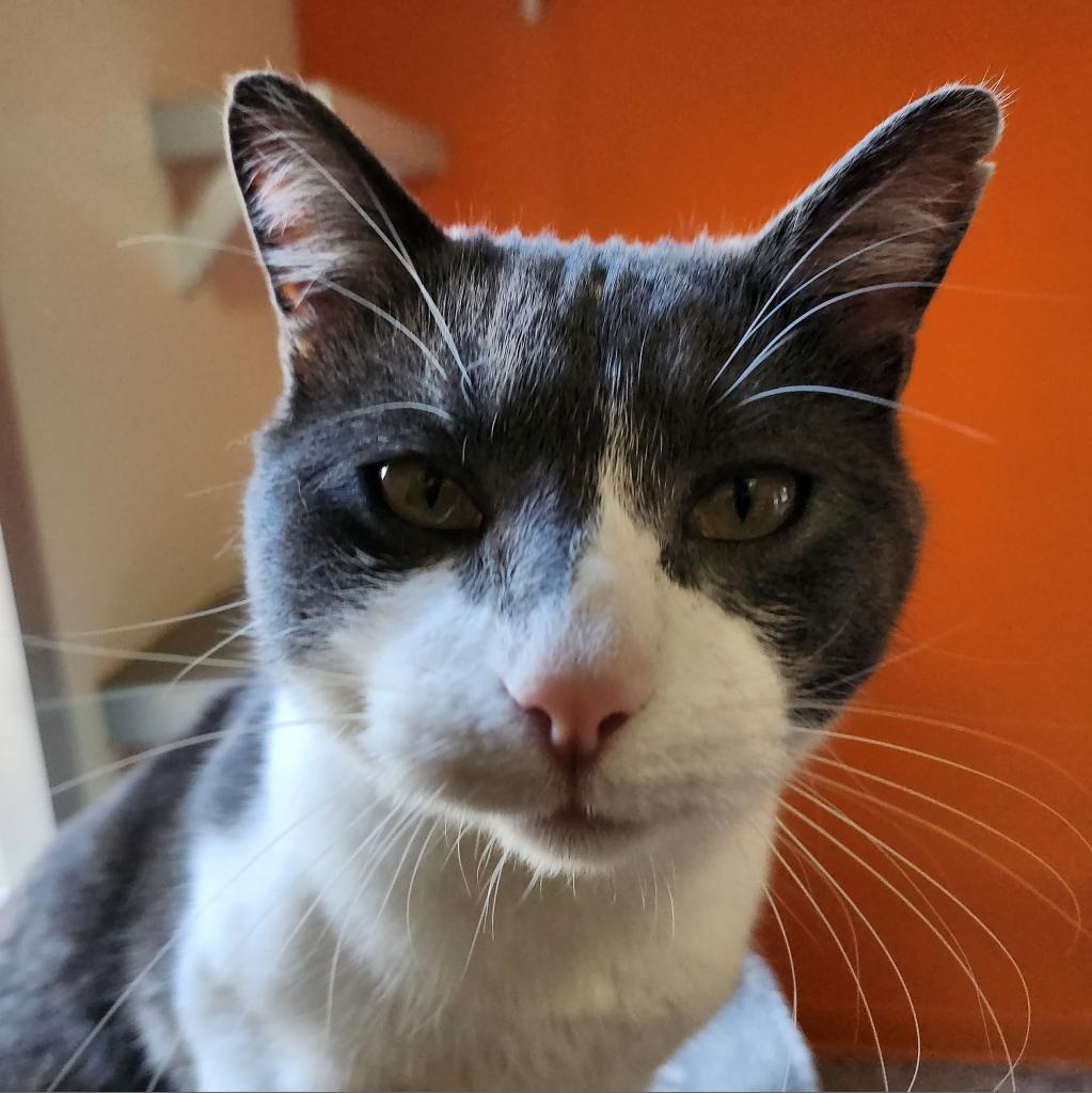 Gabe, an adoptable Domestic Medium Hair in Kanab, UT, 84741 | Photo Image 2