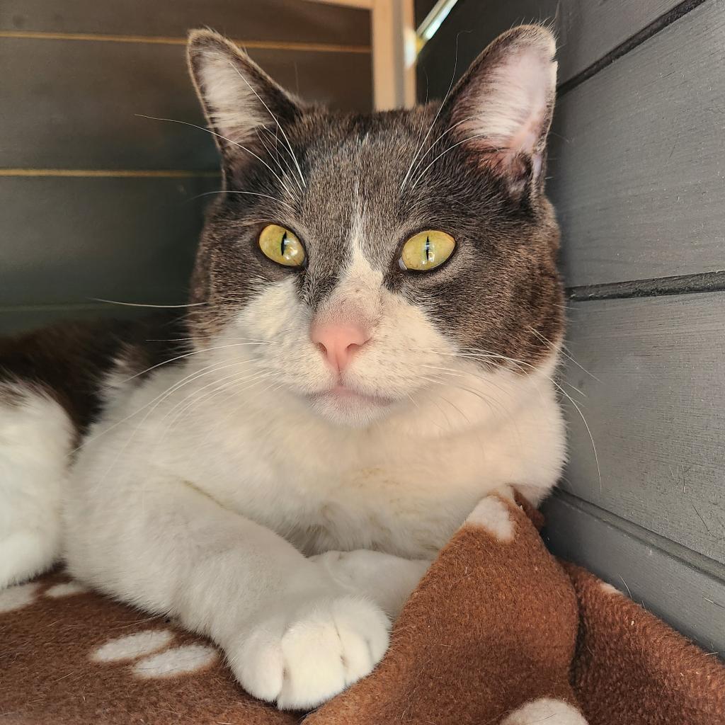 Gabe, an adoptable Domestic Medium Hair in Kanab, UT, 84741 | Photo Image 3