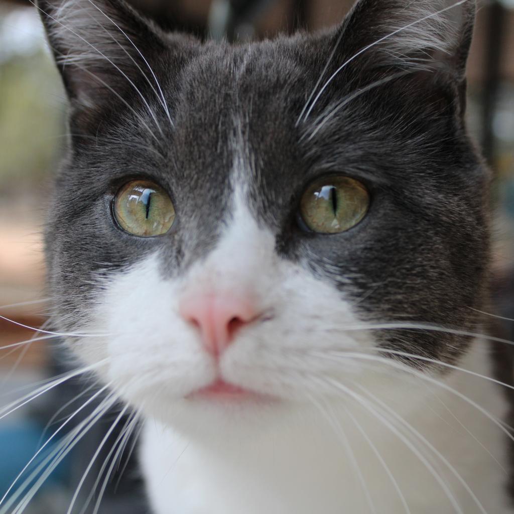 Gabe, an adoptable Domestic Medium Hair in Kanab, UT, 84741 | Photo Image 4