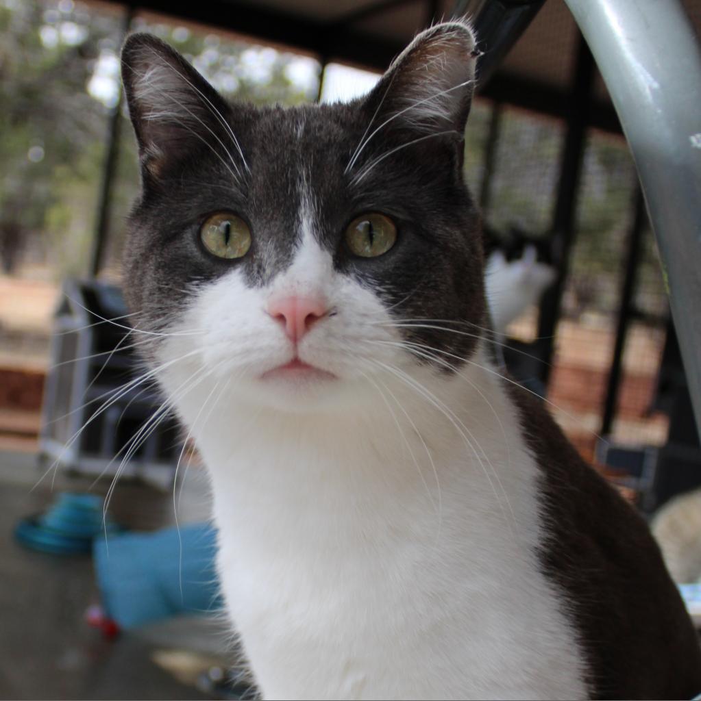 Gabe, an adoptable Domestic Medium Hair in Kanab, UT, 84741 | Photo Image 5