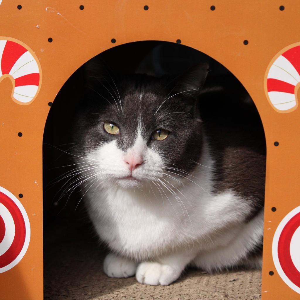 Gabe, an adoptable Domestic Medium Hair in Kanab, UT, 84741 | Photo Image 6