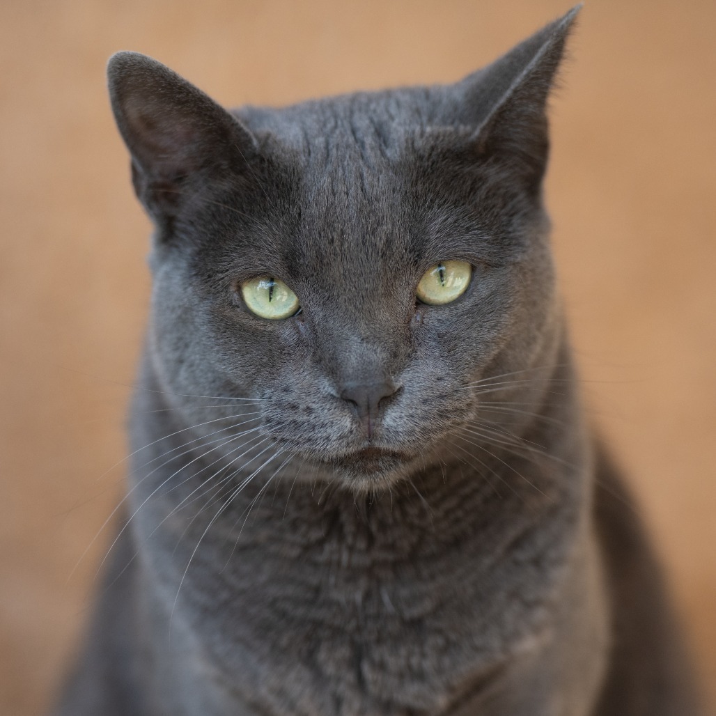 Sienna, an adoptable Domestic Short Hair in Kanab, UT, 84741 | Photo Image 1