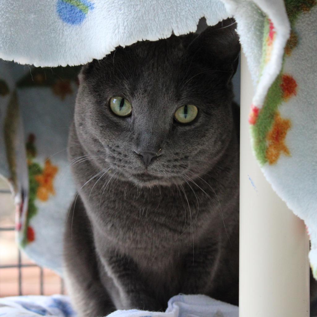 Sienna, an adoptable Domestic Short Hair in Kanab, UT, 84741 | Photo Image 2