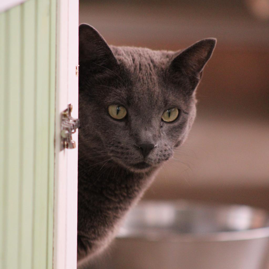 Sienna, an adoptable Domestic Short Hair in Kanab, UT, 84741 | Photo Image 3