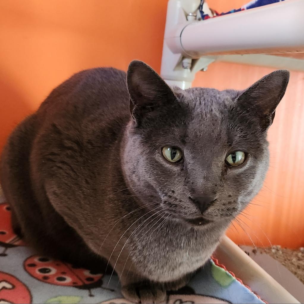 Sienna, an adoptable Domestic Short Hair in Kanab, UT, 84741 | Photo Image 4