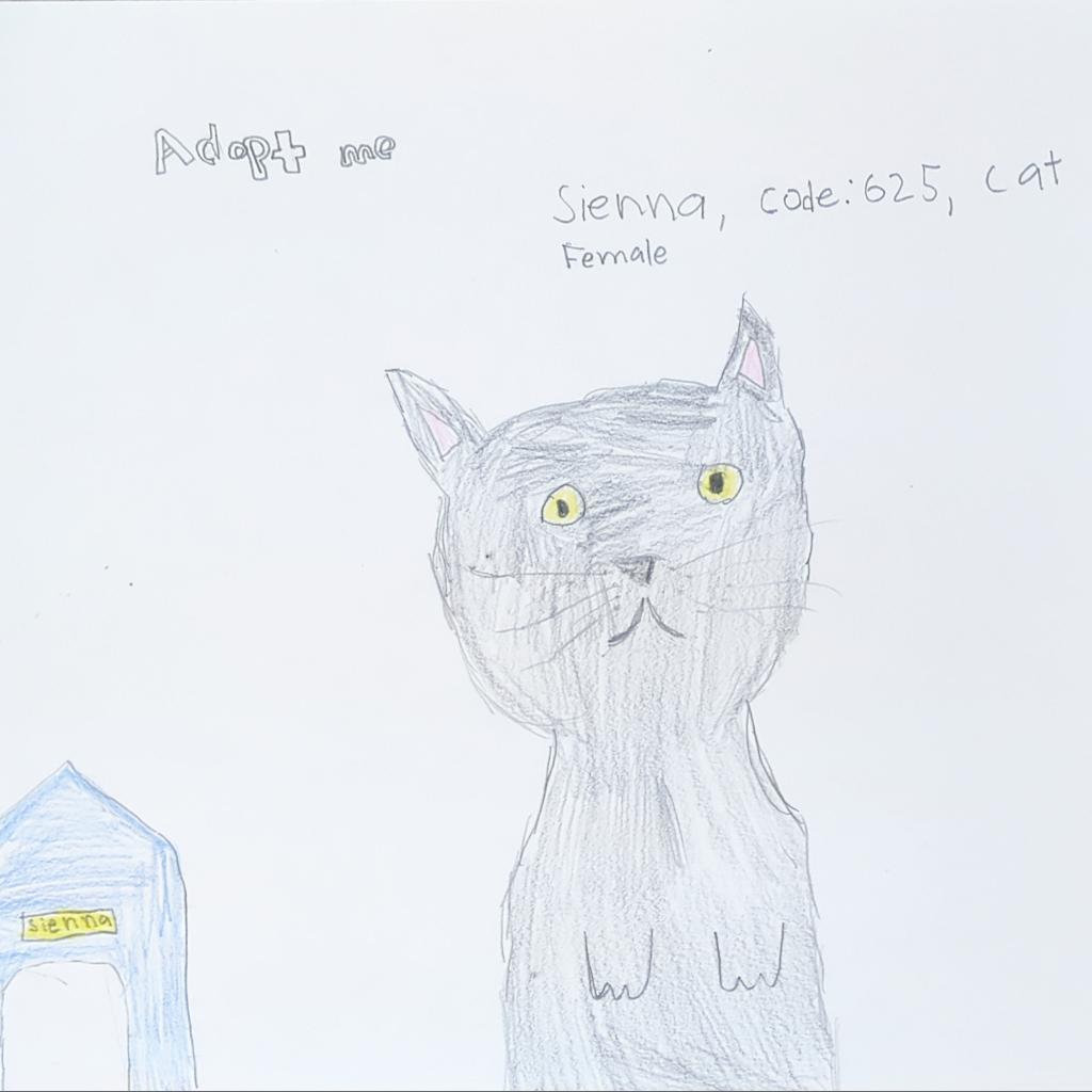 Sienna, an adoptable Domestic Short Hair in Kanab, UT, 84741 | Photo Image 5