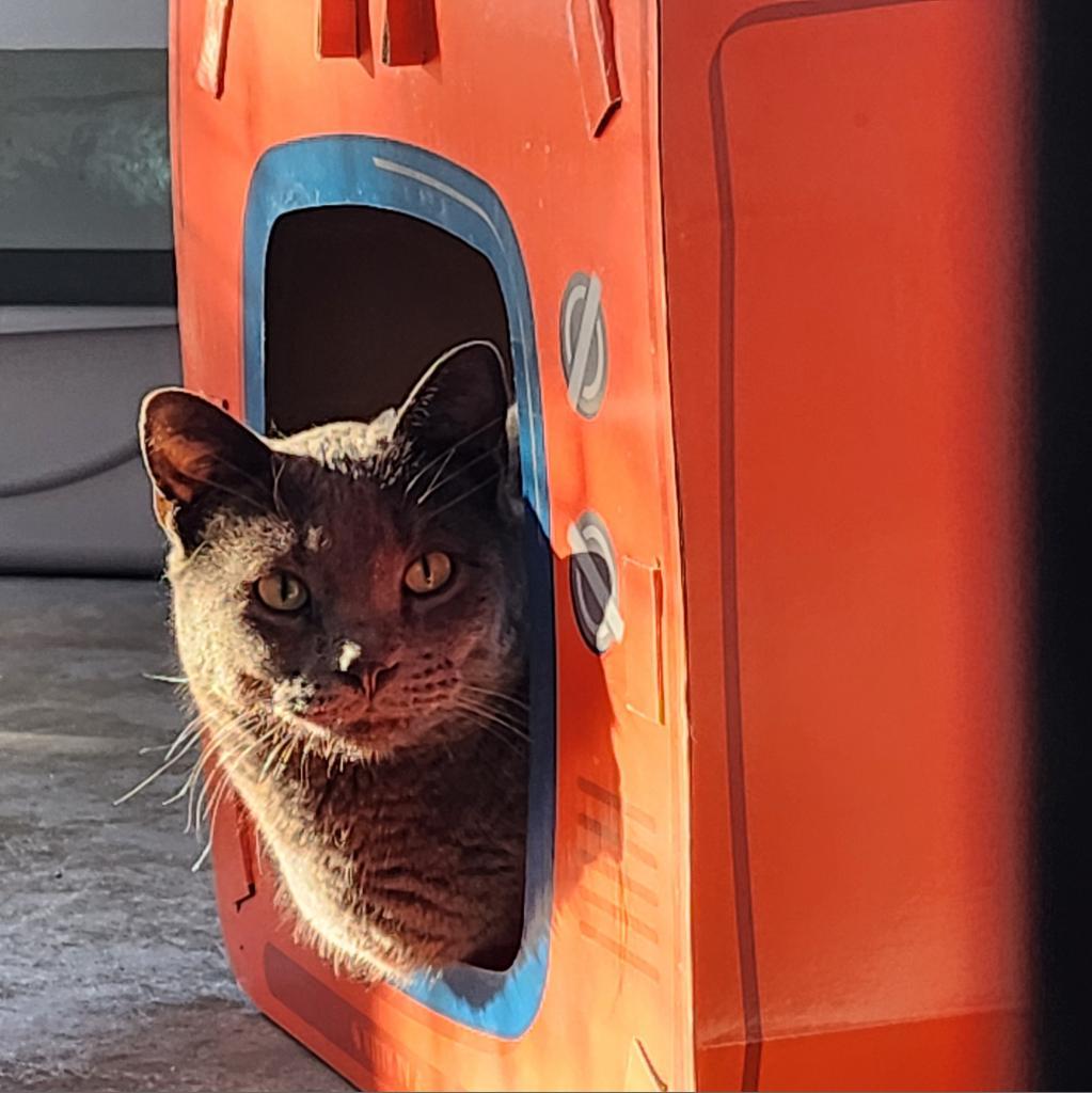 Sienna, an adoptable Domestic Short Hair in Kanab, UT, 84741 | Photo Image 6