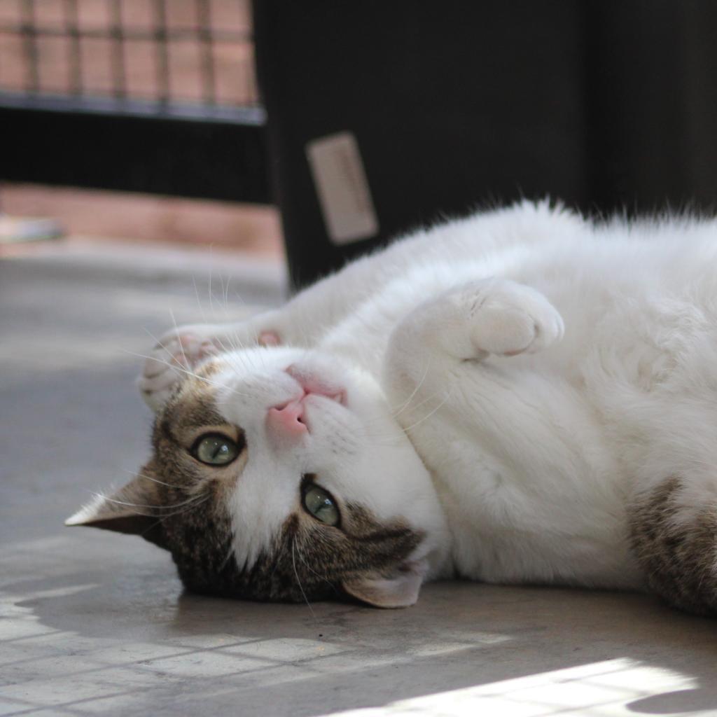 Theo, an adoptable Domestic Short Hair in Kanab, UT, 84741 | Photo Image 1