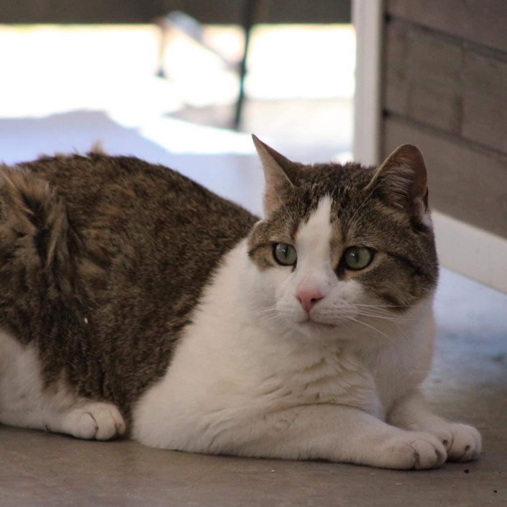 Theo, an adoptable Domestic Short Hair in Kanab, UT, 84741 | Photo Image 2