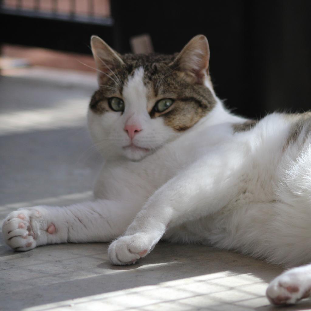 Theo, an adoptable Domestic Short Hair in Kanab, UT, 84741 | Photo Image 3