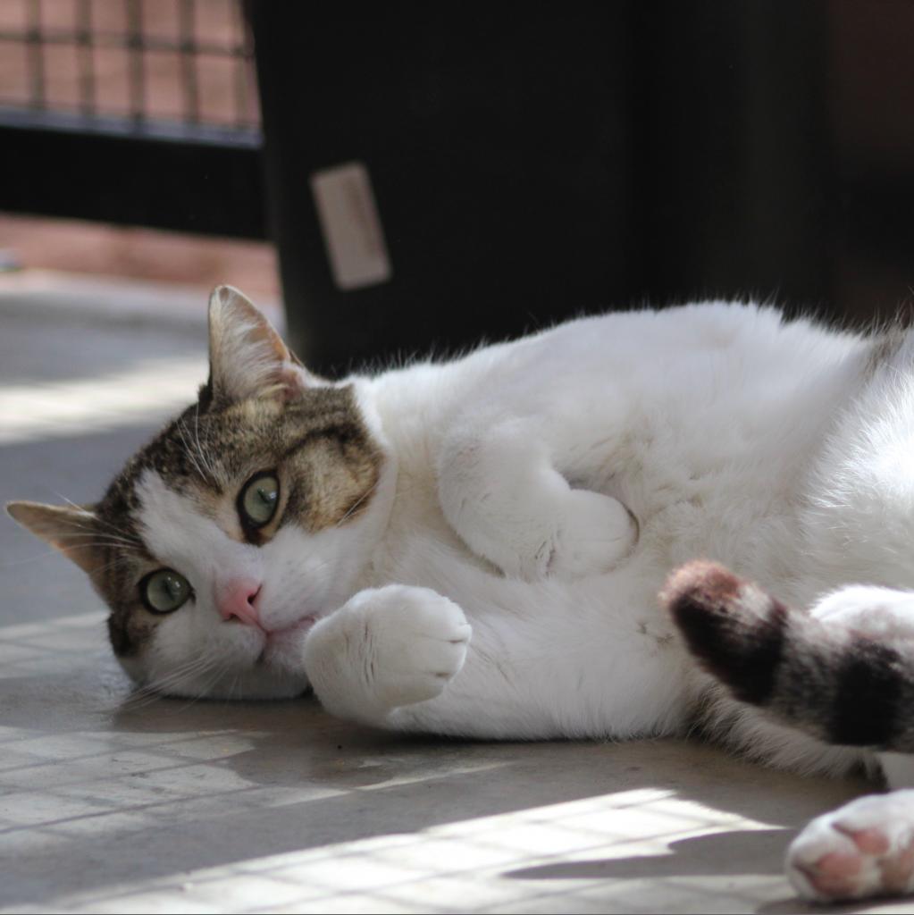 Theo, an adoptable Domestic Short Hair in Kanab, UT, 84741 | Photo Image 4