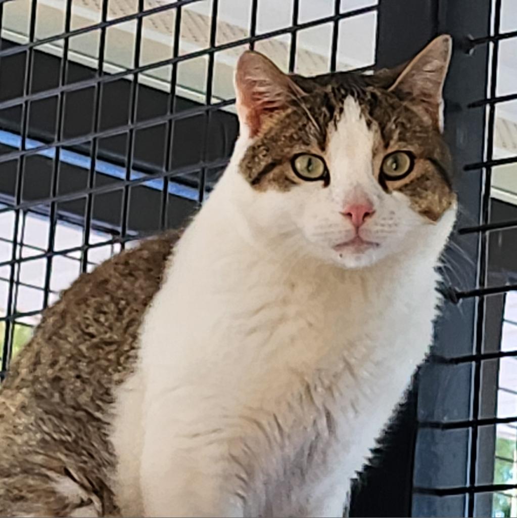 Theo, an adoptable Domestic Short Hair in Kanab, UT, 84741 | Photo Image 6