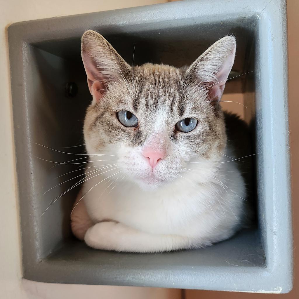Juliette, an adoptable Domestic Short Hair in Kanab, UT, 84741 | Photo Image 1