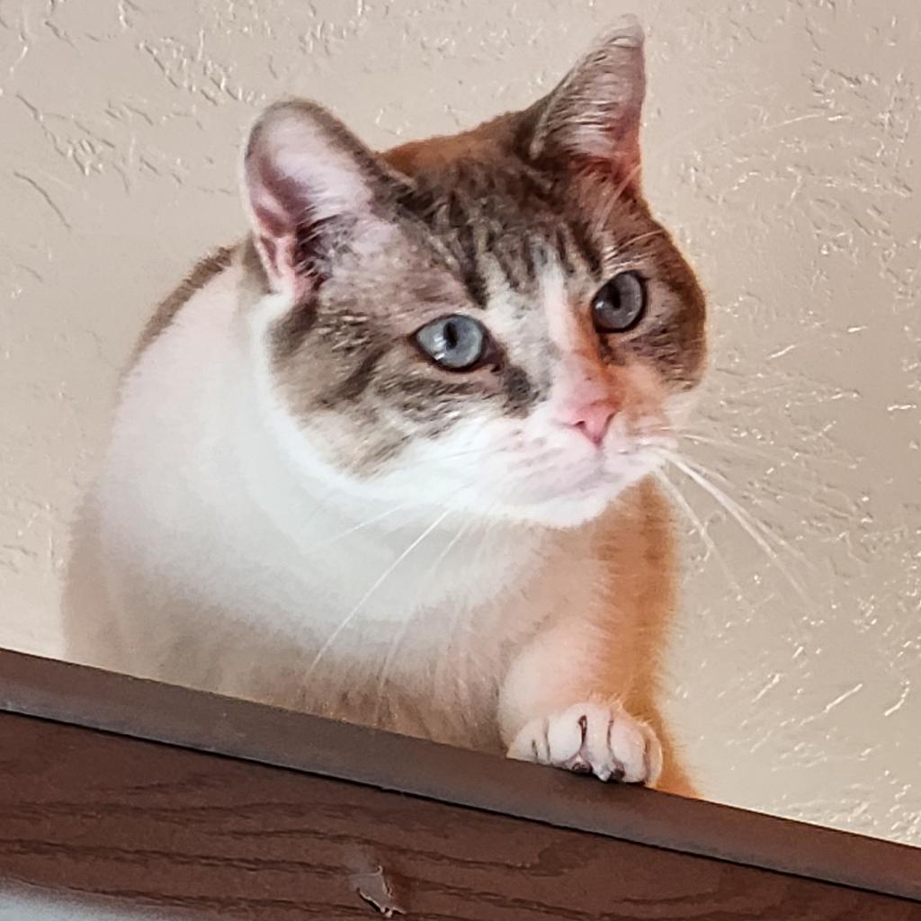 Juliette, an adoptable Domestic Short Hair in Kanab, UT, 84741 | Photo Image 2