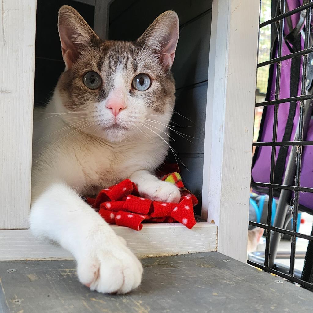 Juliette, an adoptable Domestic Short Hair in Kanab, UT, 84741 | Photo Image 3