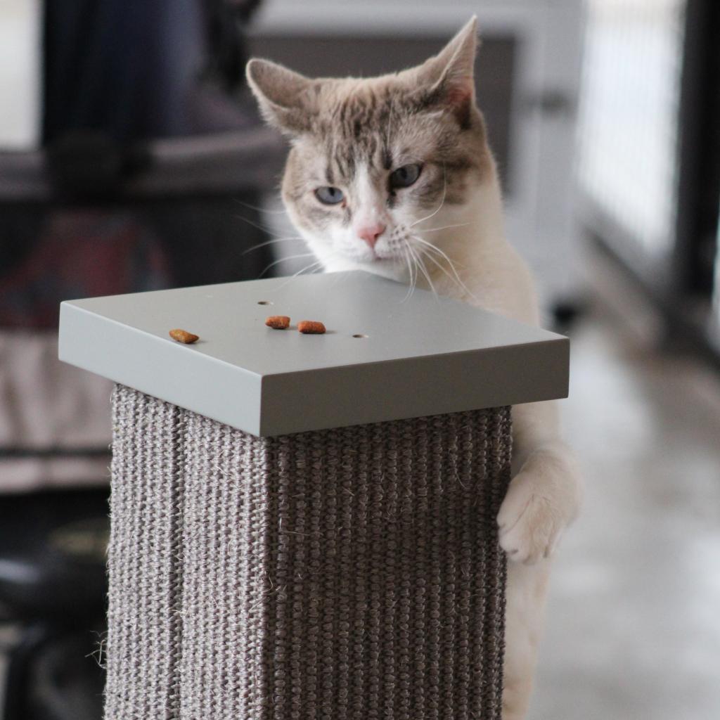 Juliette, an adoptable Domestic Short Hair in Kanab, UT, 84741 | Photo Image 4