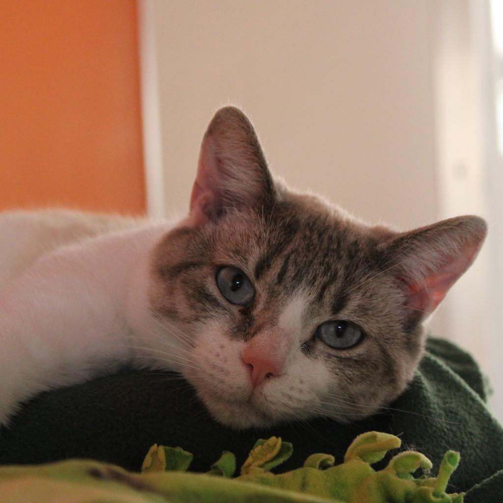 Juliette, an adoptable Domestic Short Hair in Kanab, UT, 84741 | Photo Image 5