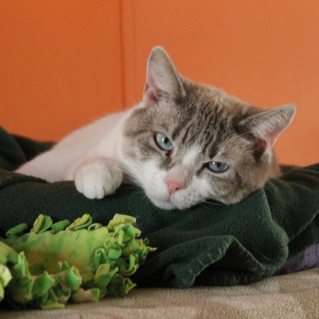 Juliette, an adoptable Domestic Short Hair in Kanab, UT, 84741 | Photo Image 6
