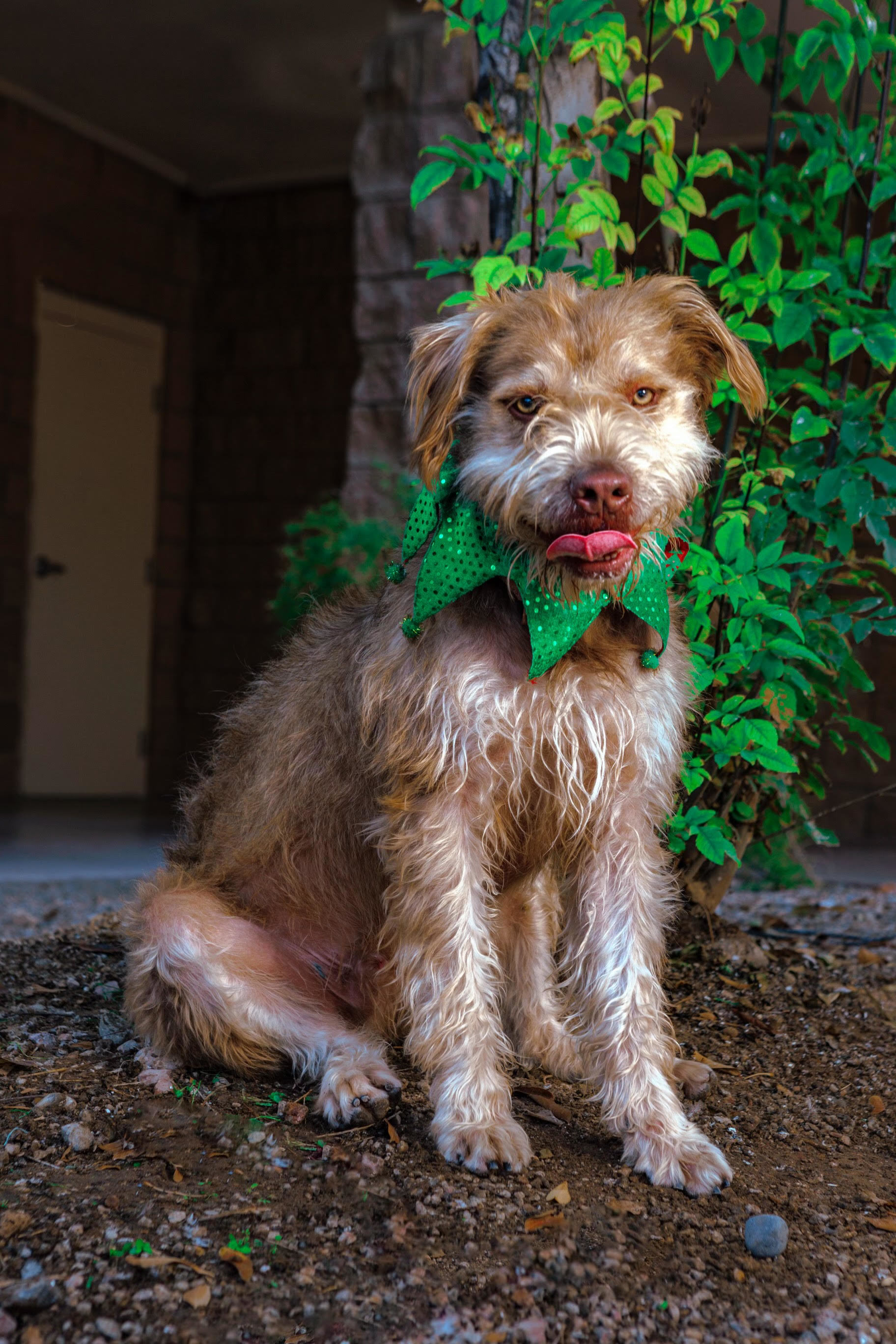 Irish cheap terrier cross