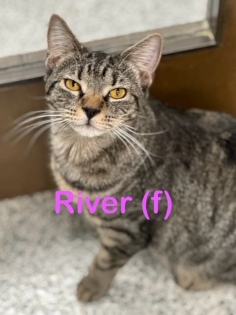 RIVER Kitty (F)