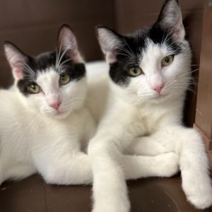 Tutifruti and his sister Patchesi have just returned to our adoption center after spending some time