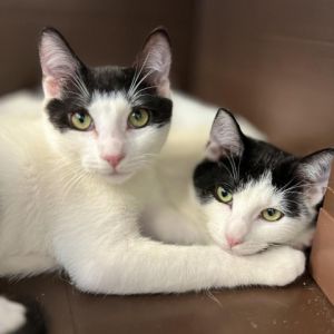Patches and her brother Tutifruti have just returned to our adoption center afte