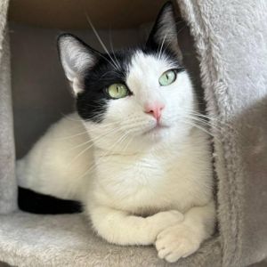 Patches and her brother Tutifruti have just returned to our adoption center after spending some time