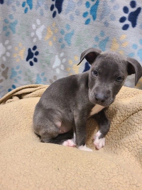 Dog for adoption - Sunny, a Terrier Mix in Joshua, TX | Petfinder