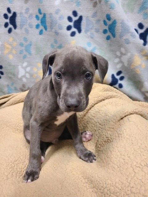 Dog for adoption - Hulk, a Terrier Mix in Joshua, TX | Petfinder