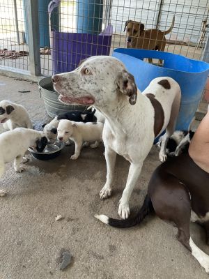 Sugar, Adult Female Australian Cattle Dog / Blue Heeler